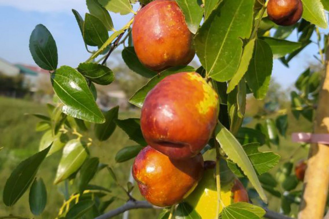 Apfeldattlerei, Apfeldattel Nahaufnahme