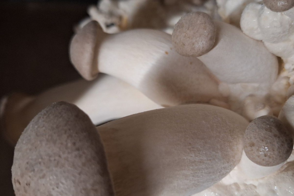 Jauerlinger Pilzmanufaktur, Kr&auml;uterseitlinge