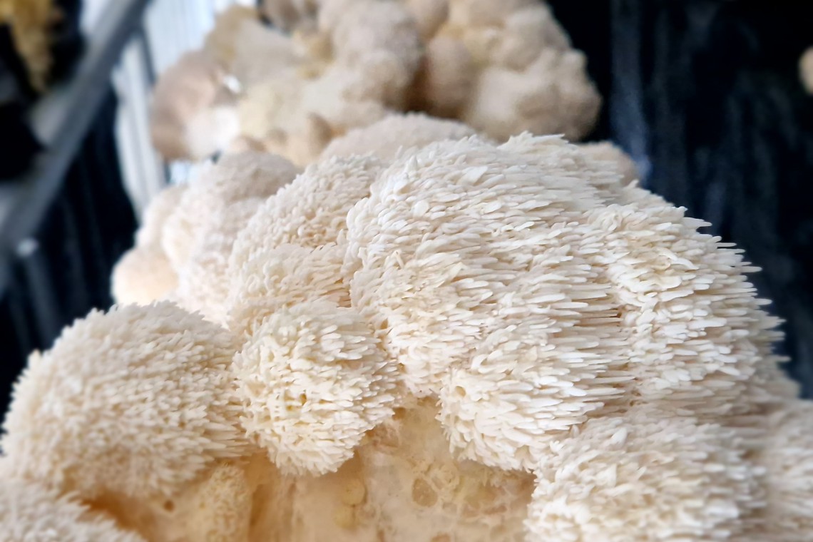 Waldviertler Edelpilz, Igelstachelbart Pilz