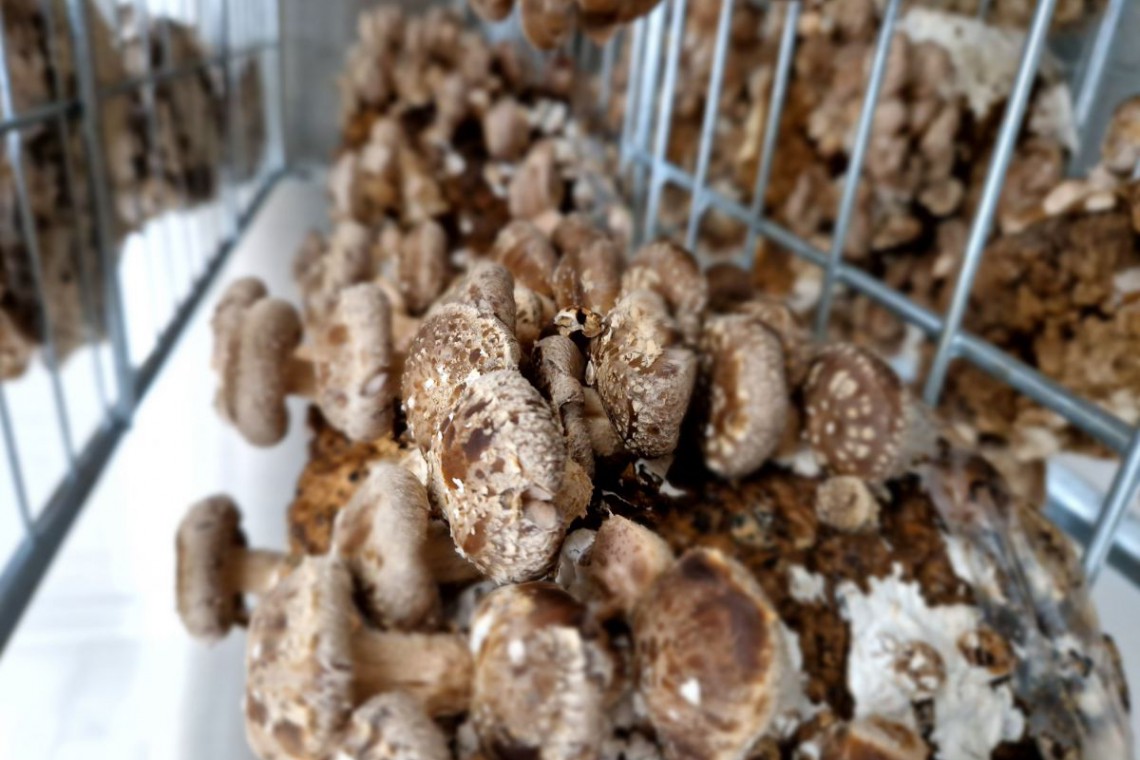 Waldviertler Edelpilz, Shiitake Pilze