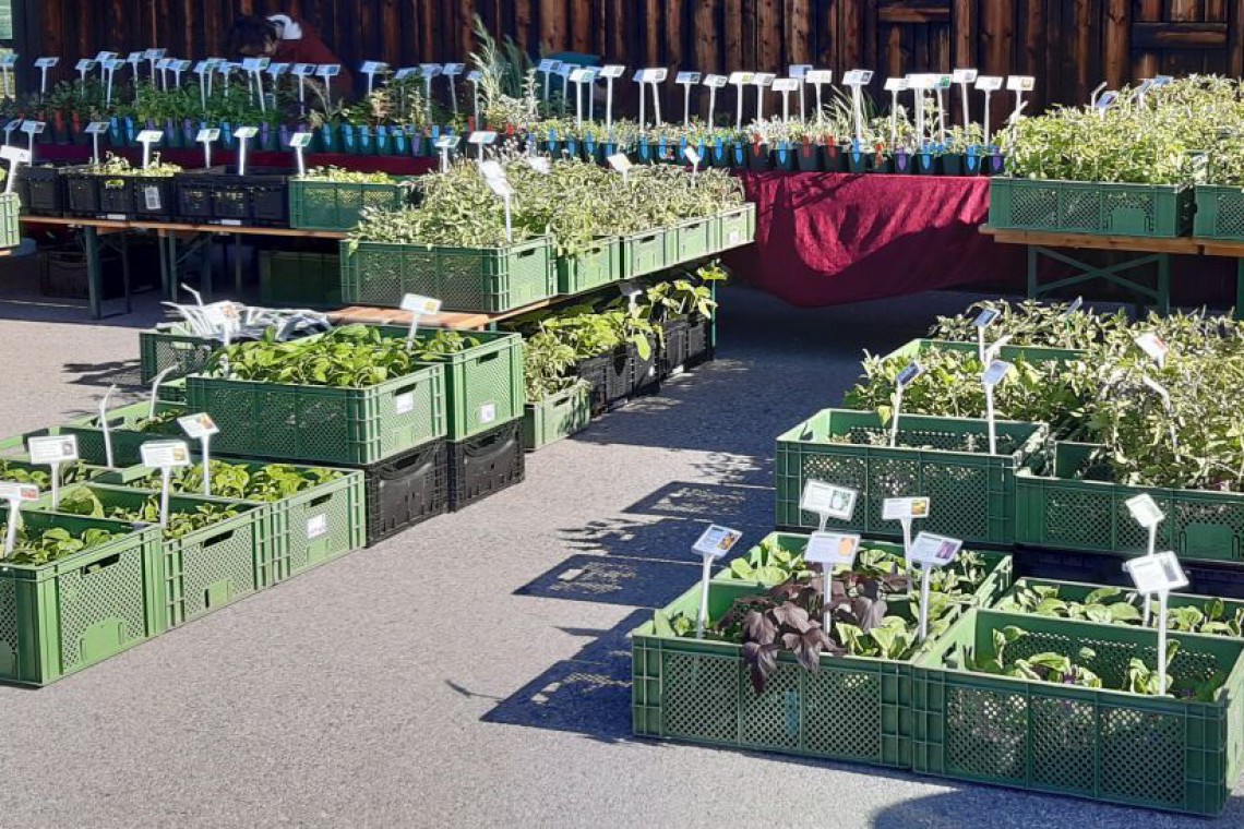 WUK Biopflanzen, Marktstand mit Biopflanzen in Niedersulz