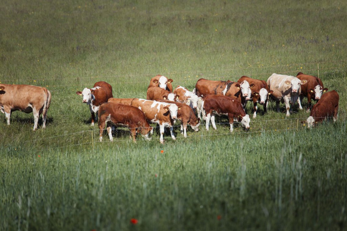 K&uuml;he auf der Weide