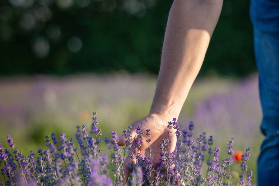Hand streift durch Lavendelpflanze