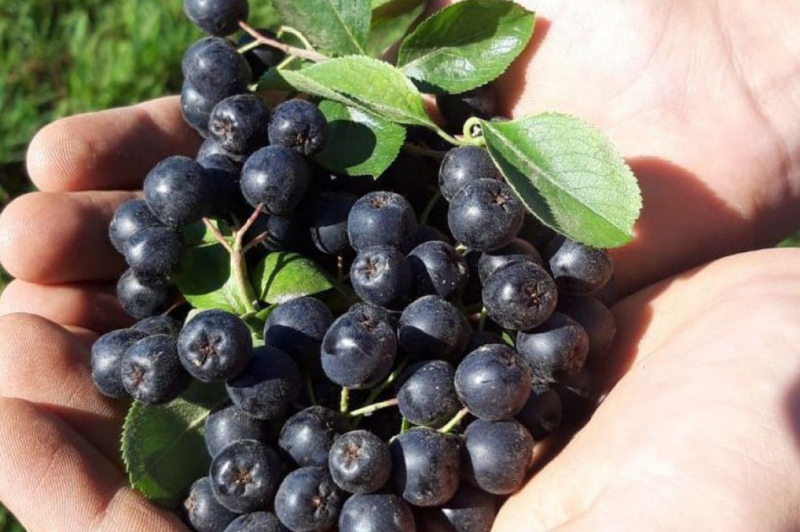 Hand voller Aroniabeeren