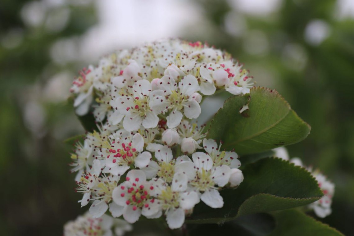 Aroniabl&uuml;ten