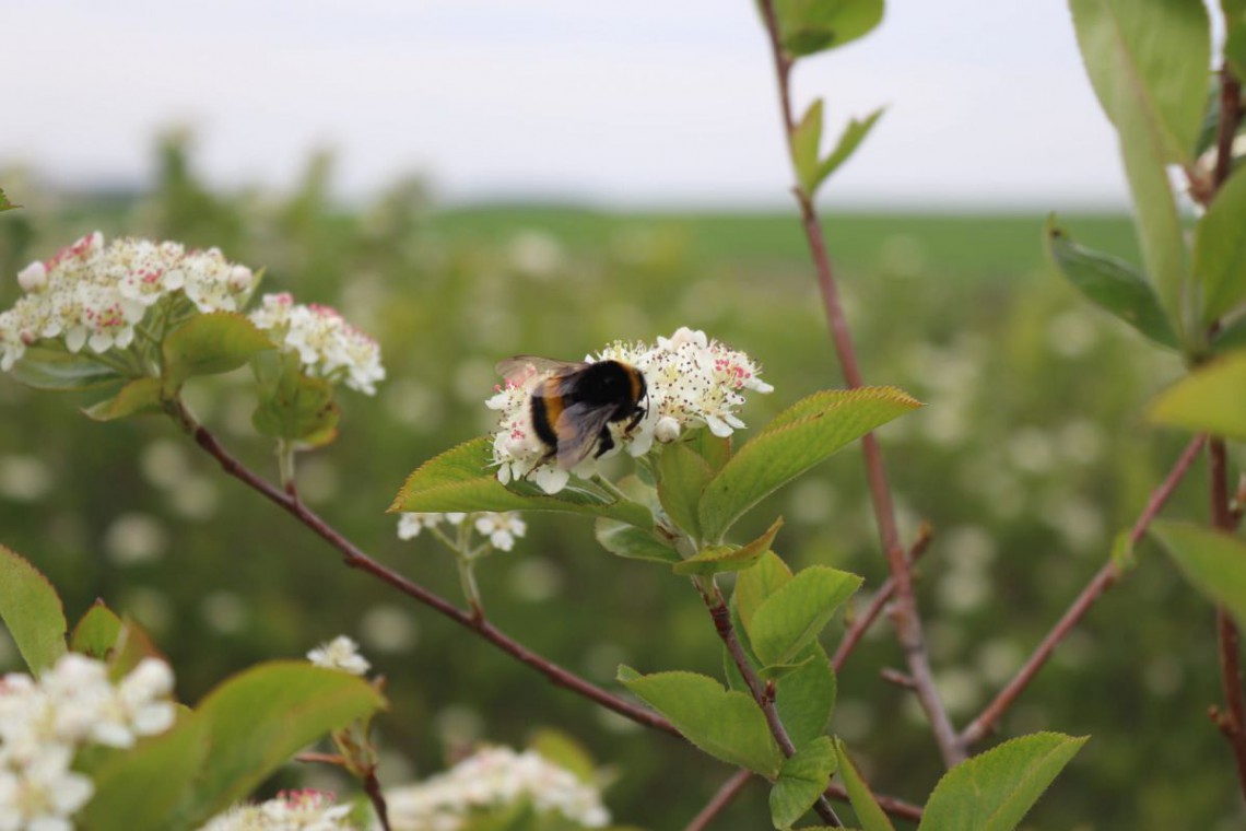 Biene auf Aroniabl&uuml;te