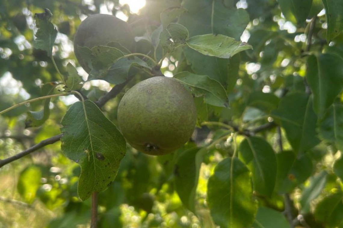 Birne auf Baum