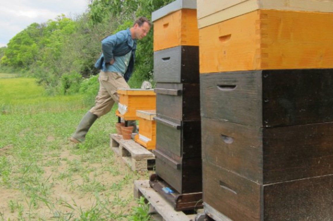 Imkerei Matt Bee Bienenstöcke