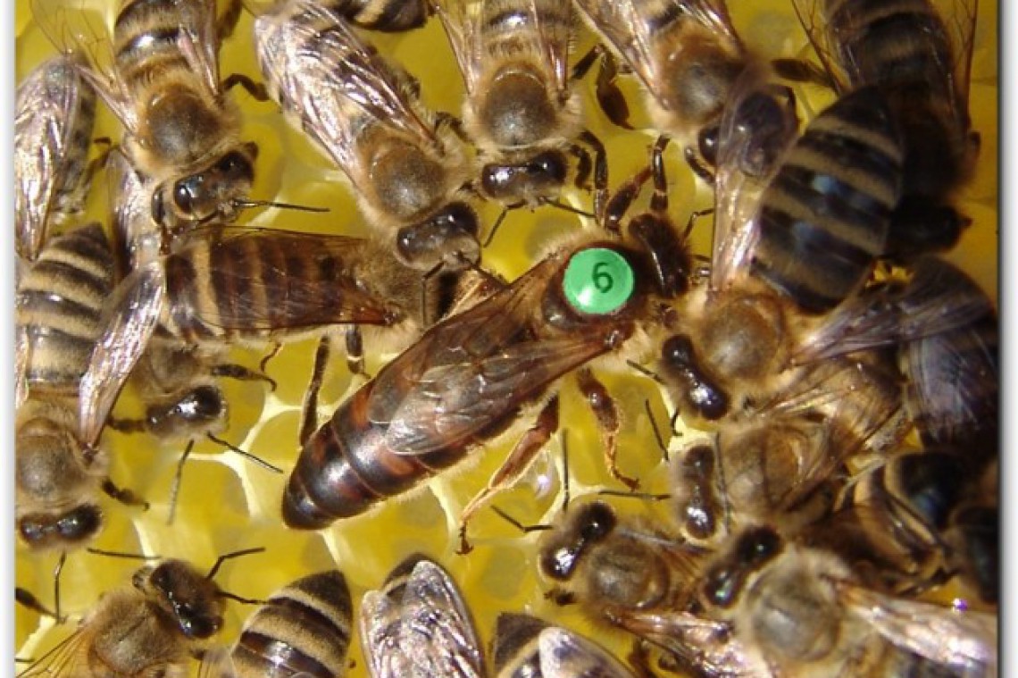 honiguco bienen2