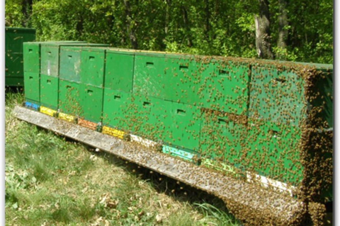 Honiguco Bienenstaffel