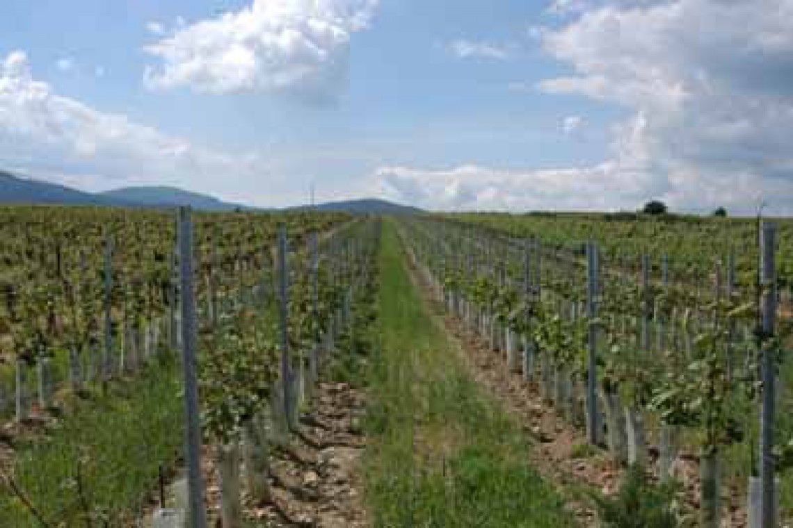 Weingut Ceidl Weingärten