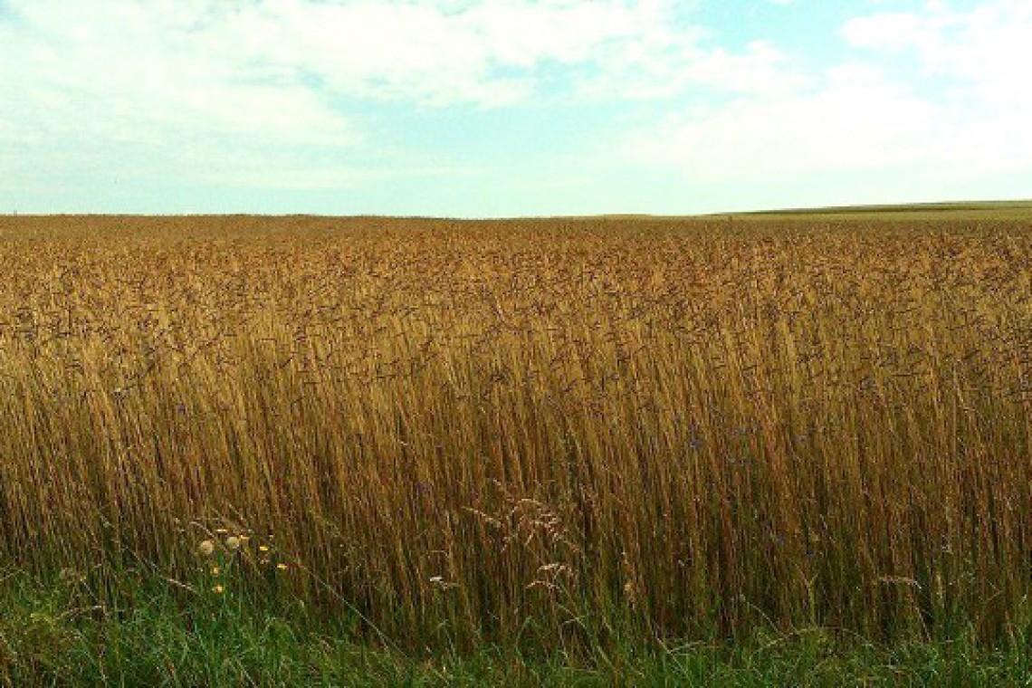 Biohof Hölzl Getreidefeld