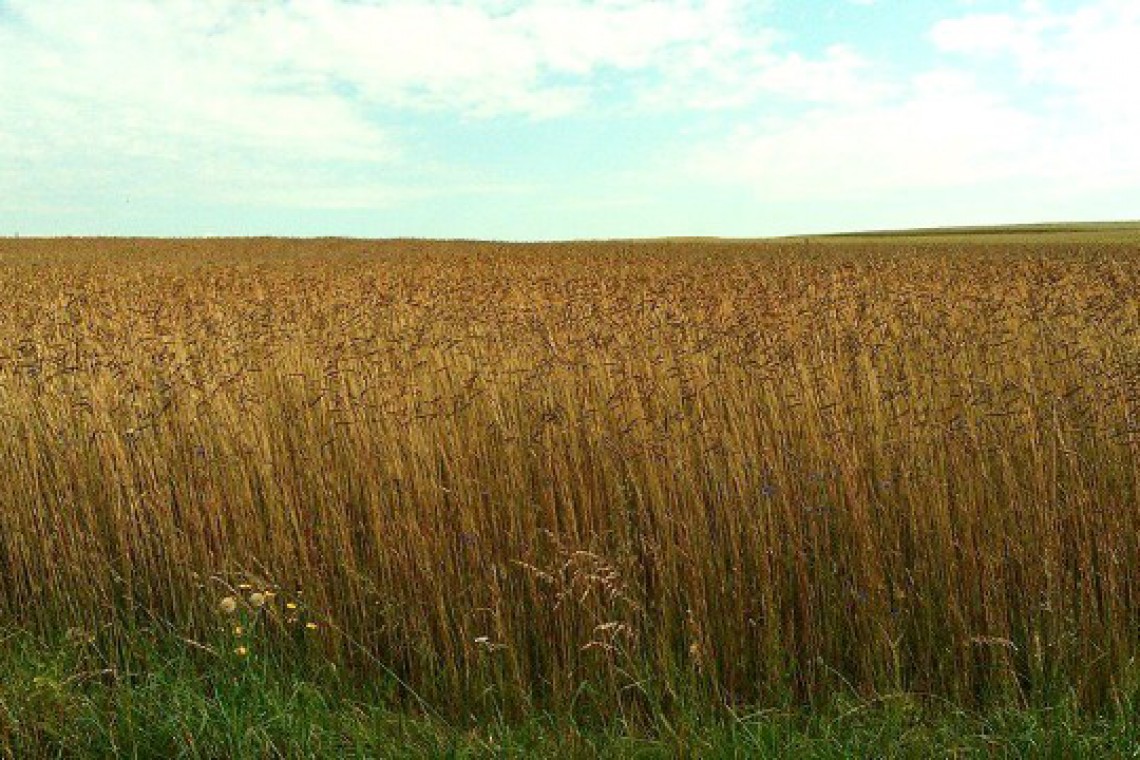 Biohof Hölzl Getreidefeld