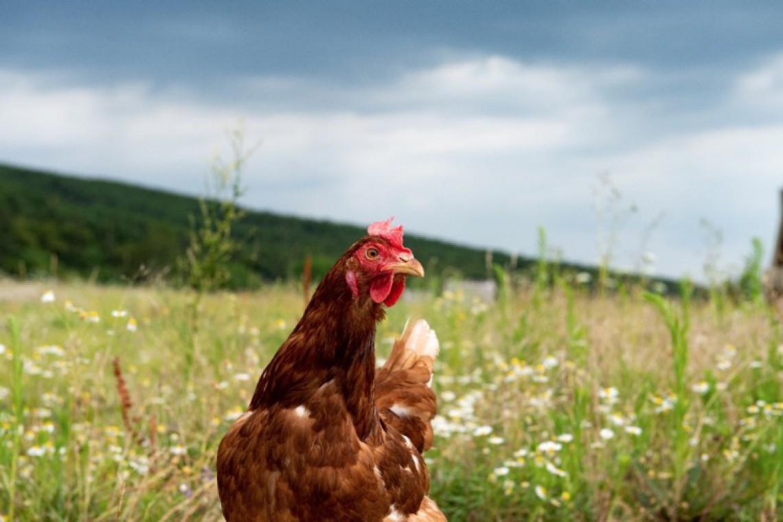 Henne im Freien