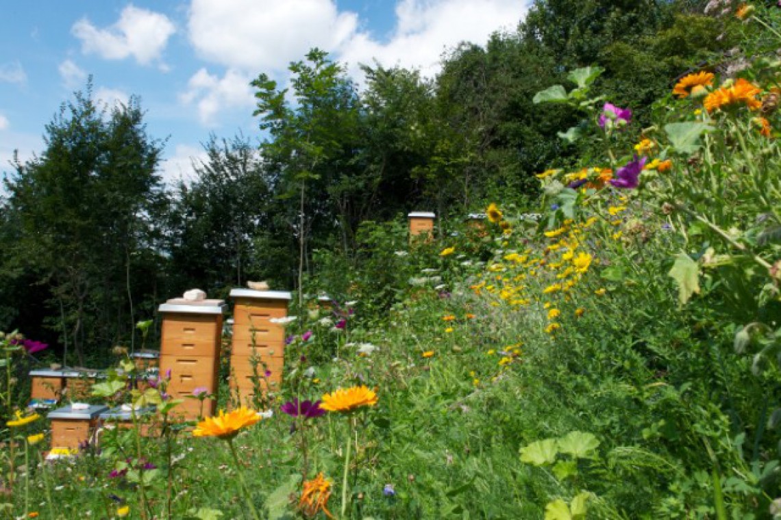 Ambroso Bienenstand