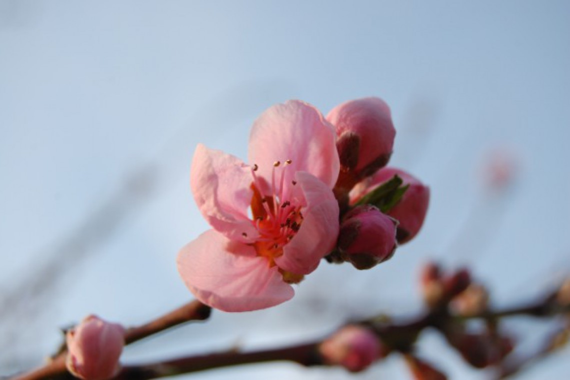 Lechner Obstblüte