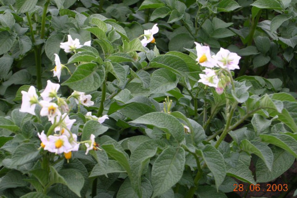 Rauchberger Erdäpfel in der Blüte