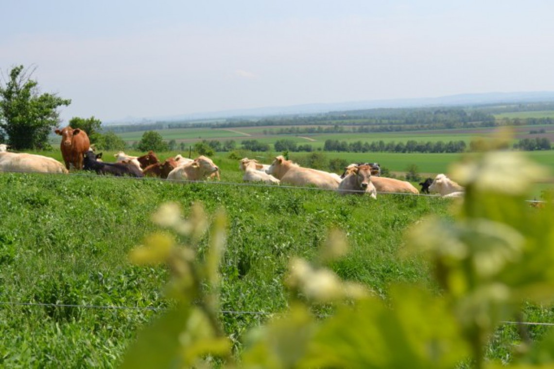 Kühe auf der Wiese