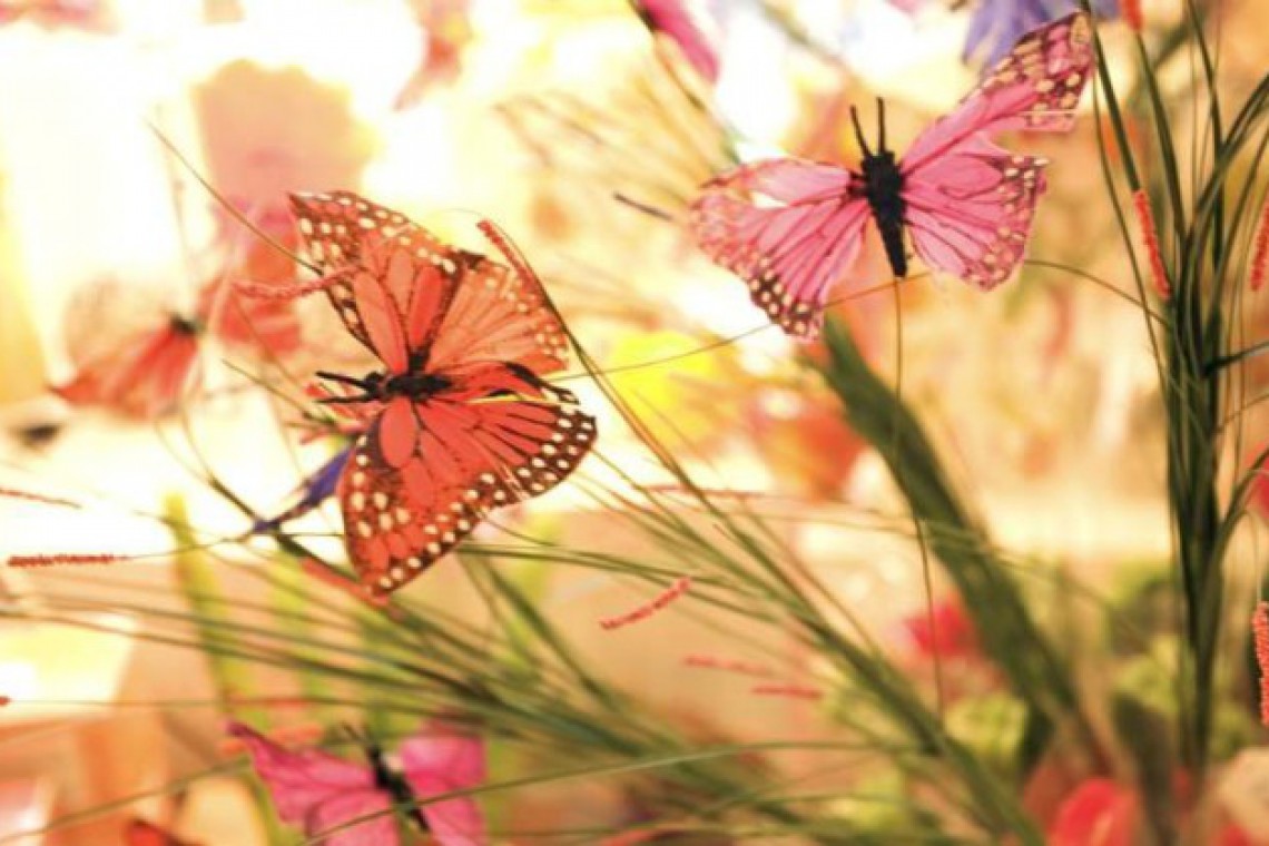 scheugl schmetterling