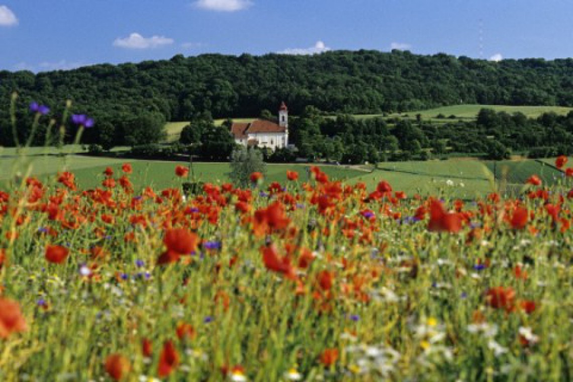 Beelux Wiese