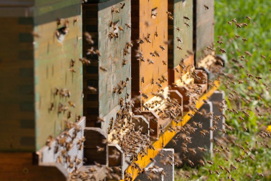 Obendorfer Bienen beim Bienenstock