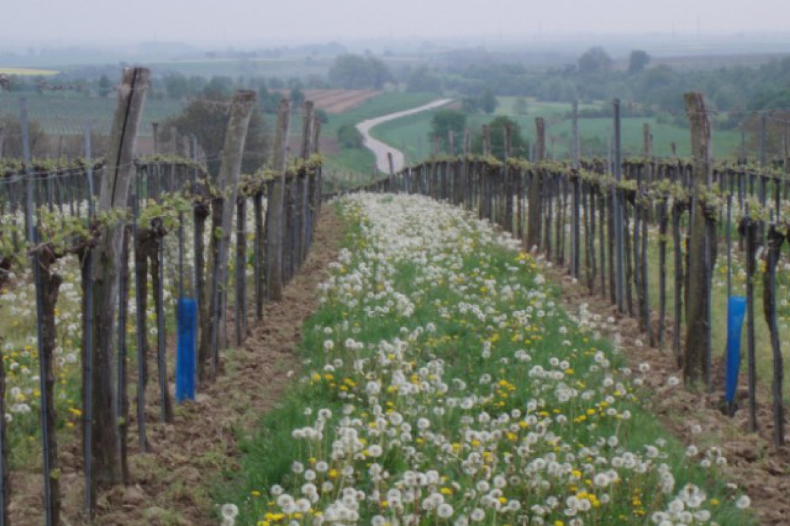 schaupp weingarten