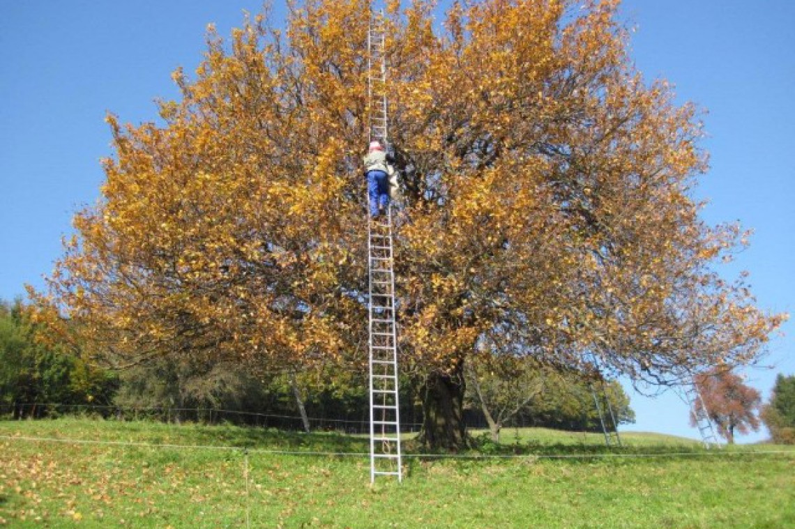 Baum mit Leiter