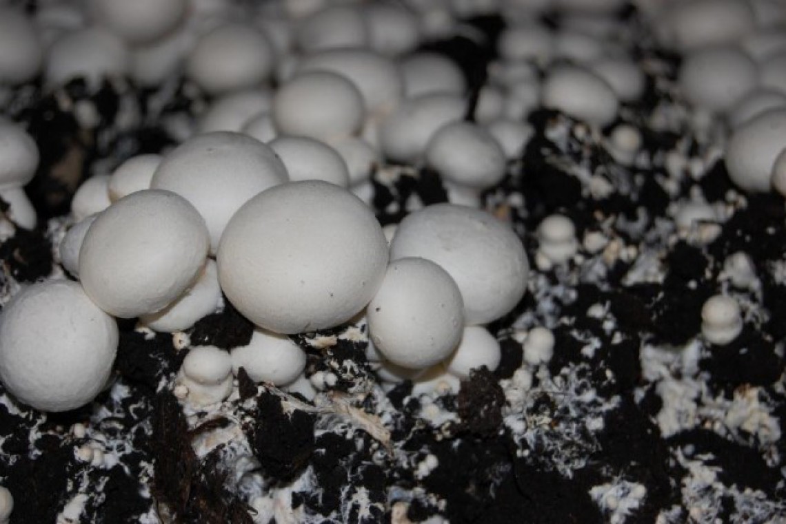 pielachtaler pilze champignon
