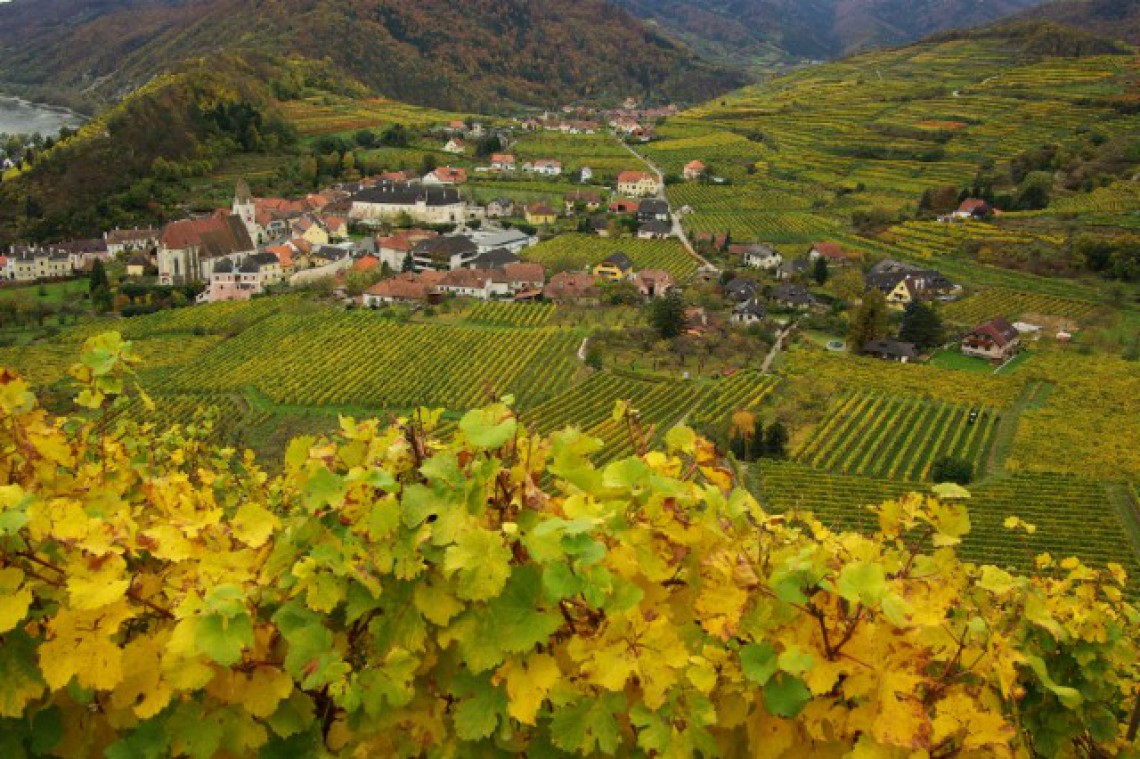 Weinberghof Lagler Spitz vom Singerriedel