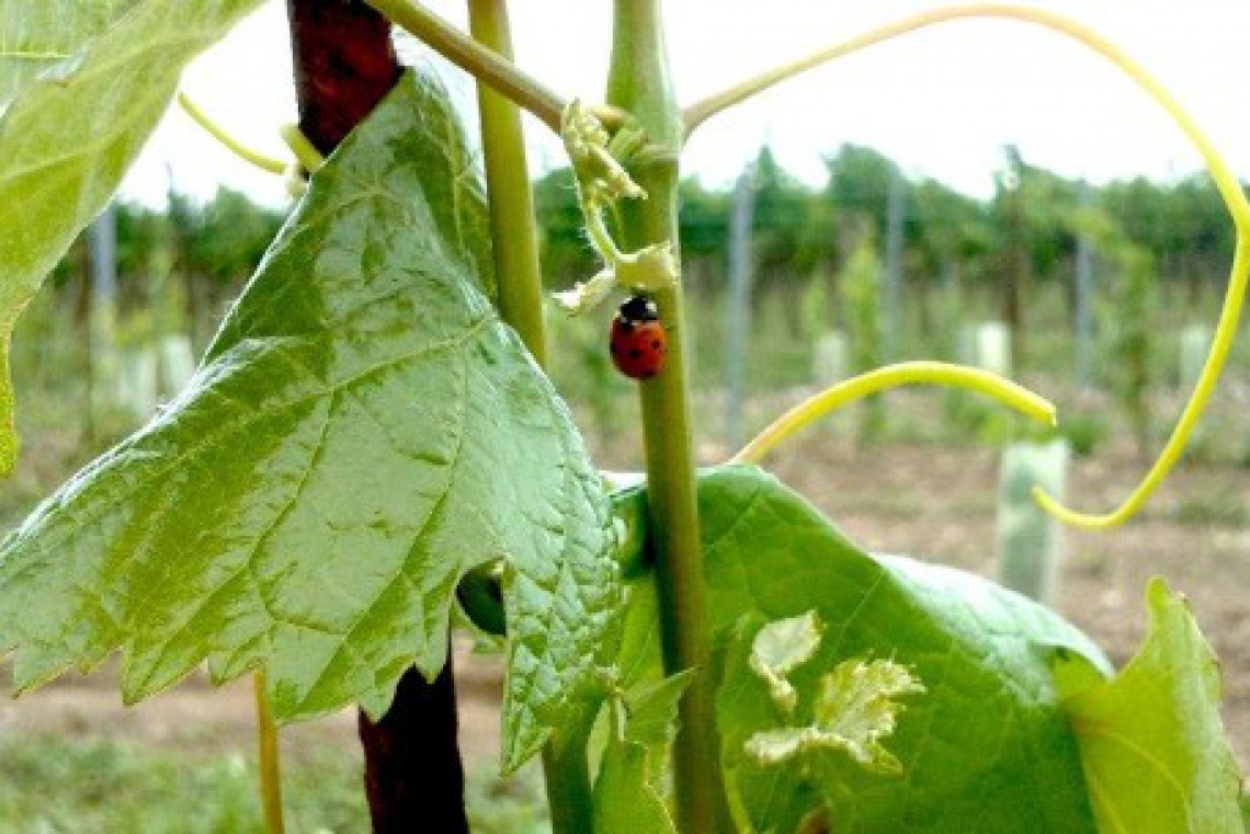 Weinrebe mit Marienkäfer