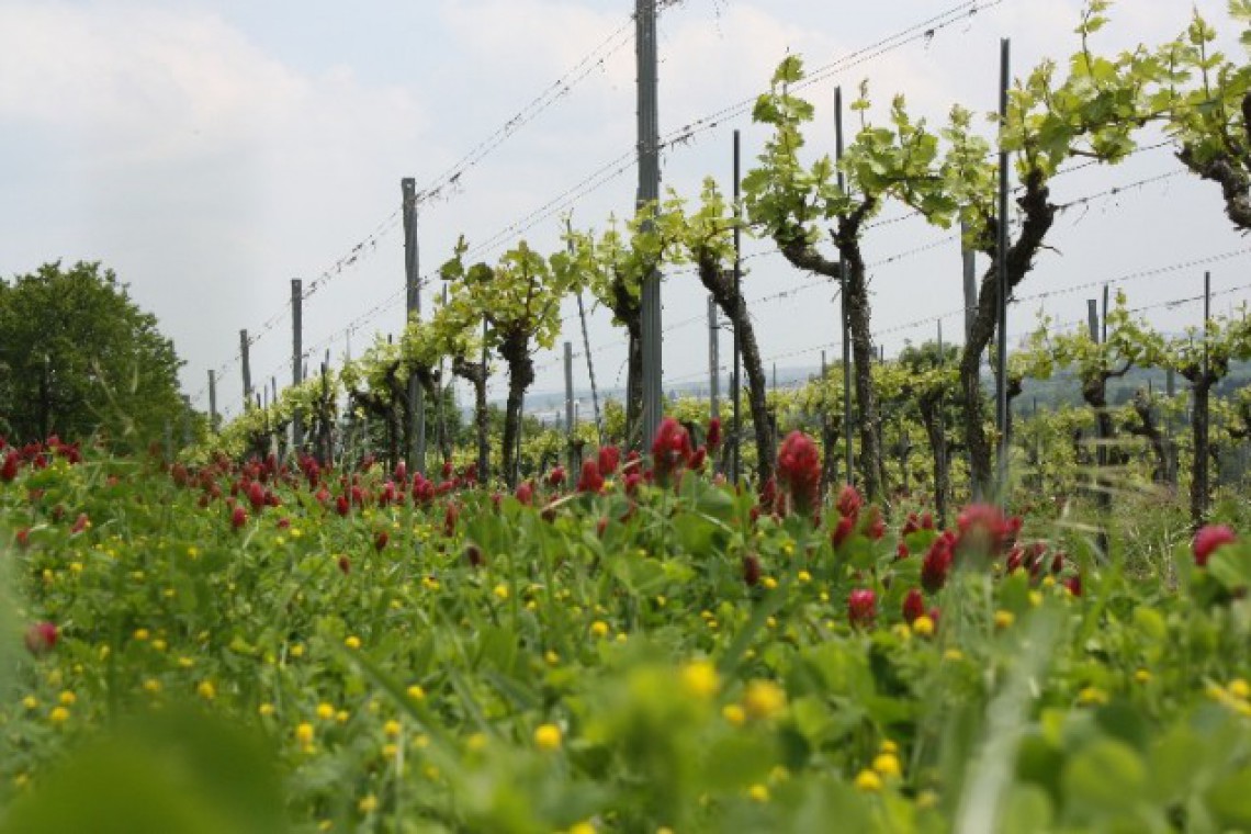 Weinbau Laimer Weingarten