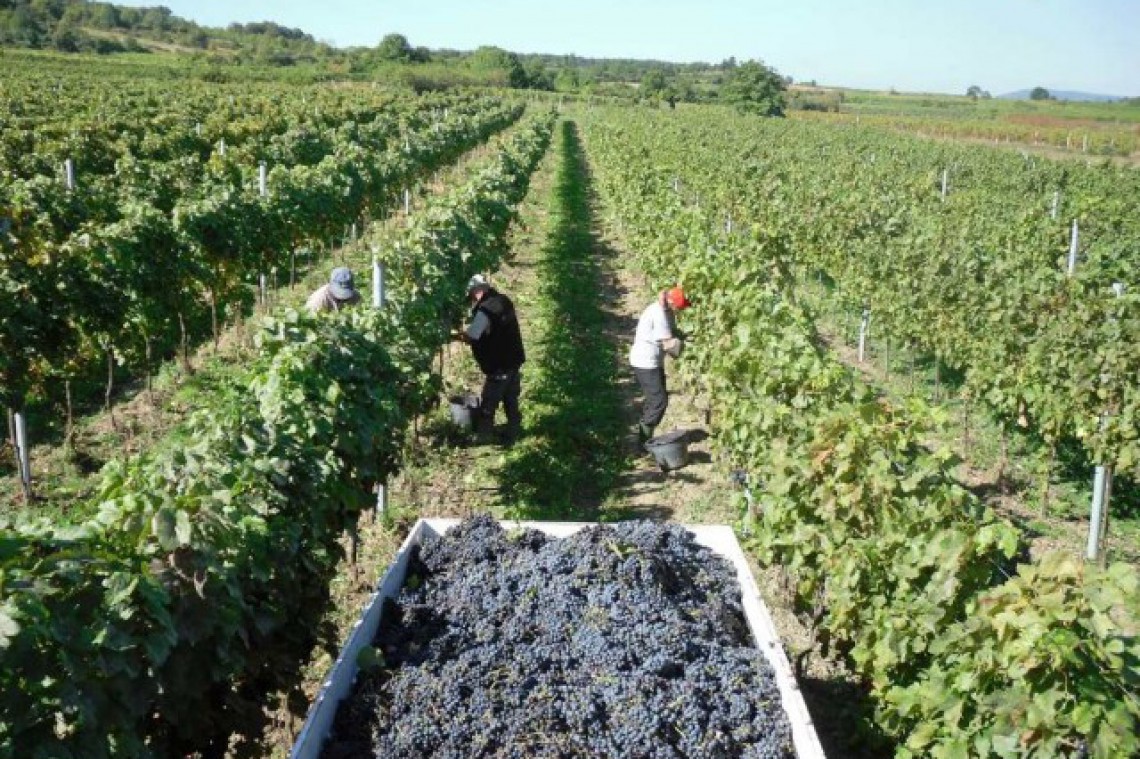 Weingut Schlossberg bei der Weinlese