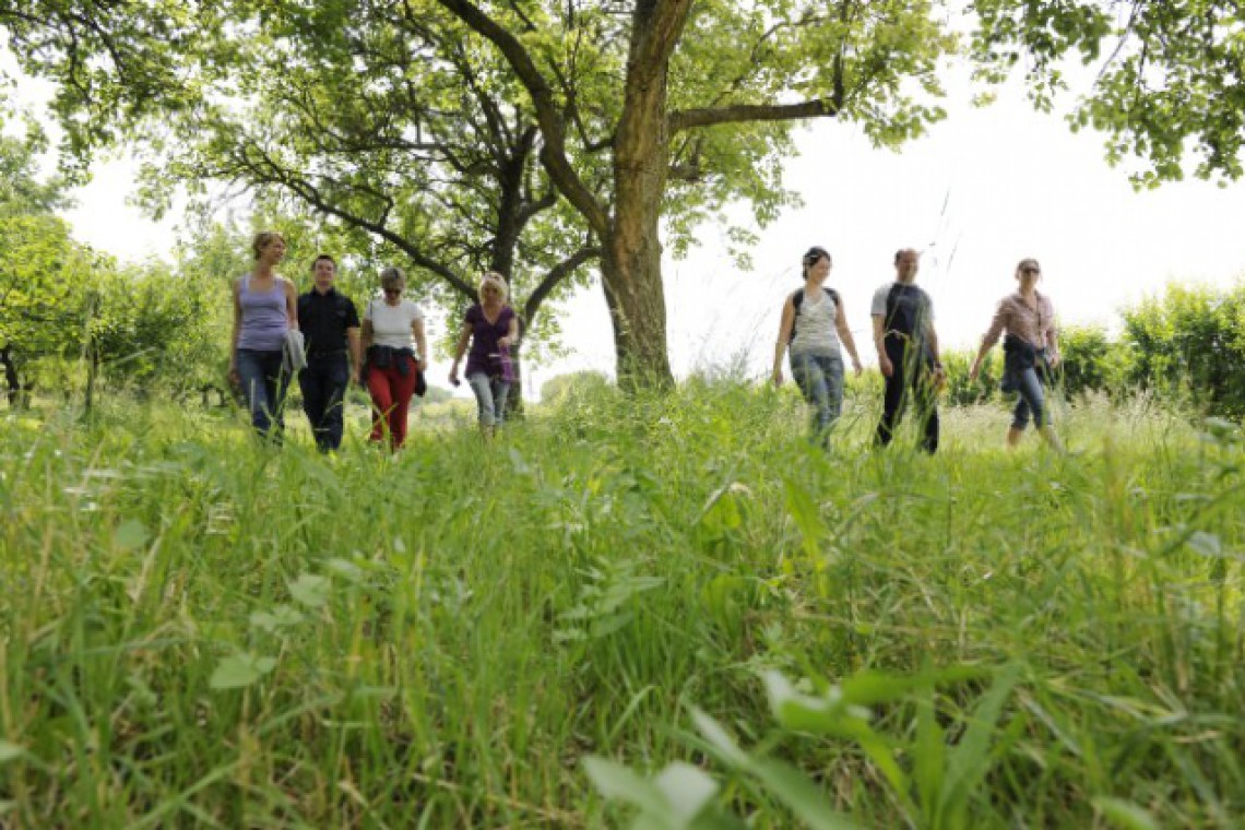 Wandern am Marillenweg