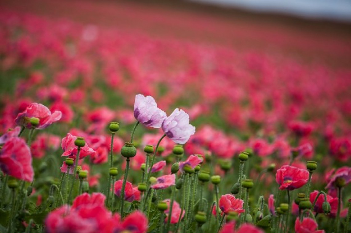 Waldland Graumohn