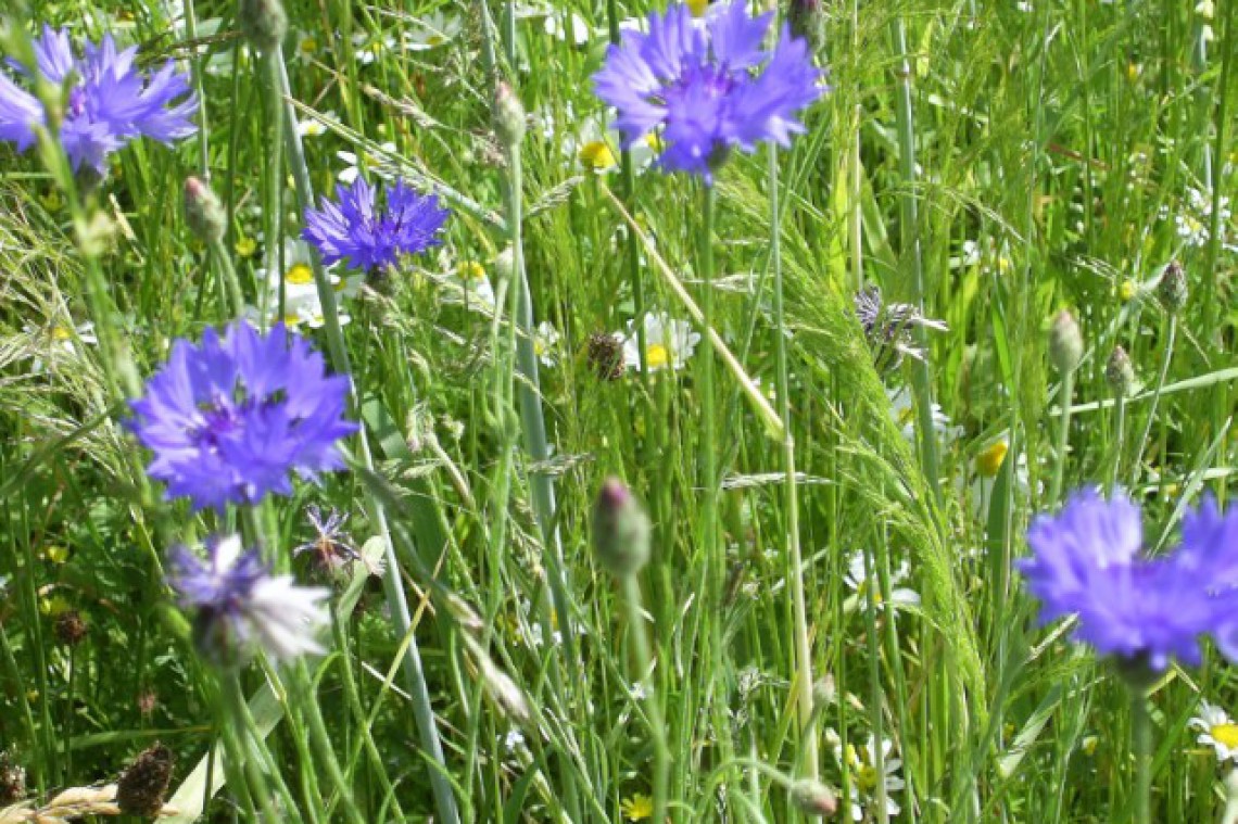 Kornblumen, Margeriten in Wiese 