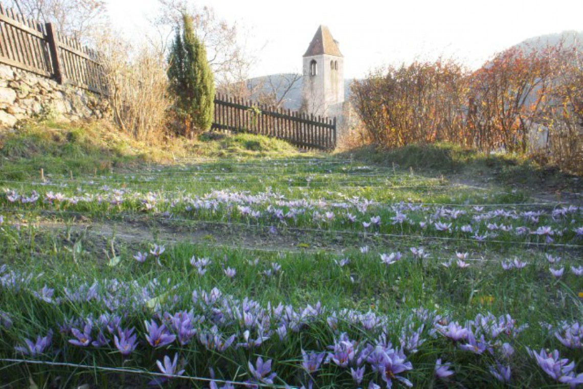 Wachauer Safran Schaugarten