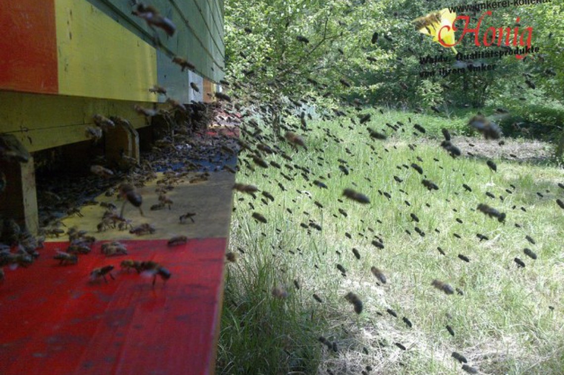 Imkerei Koller Bienenflug