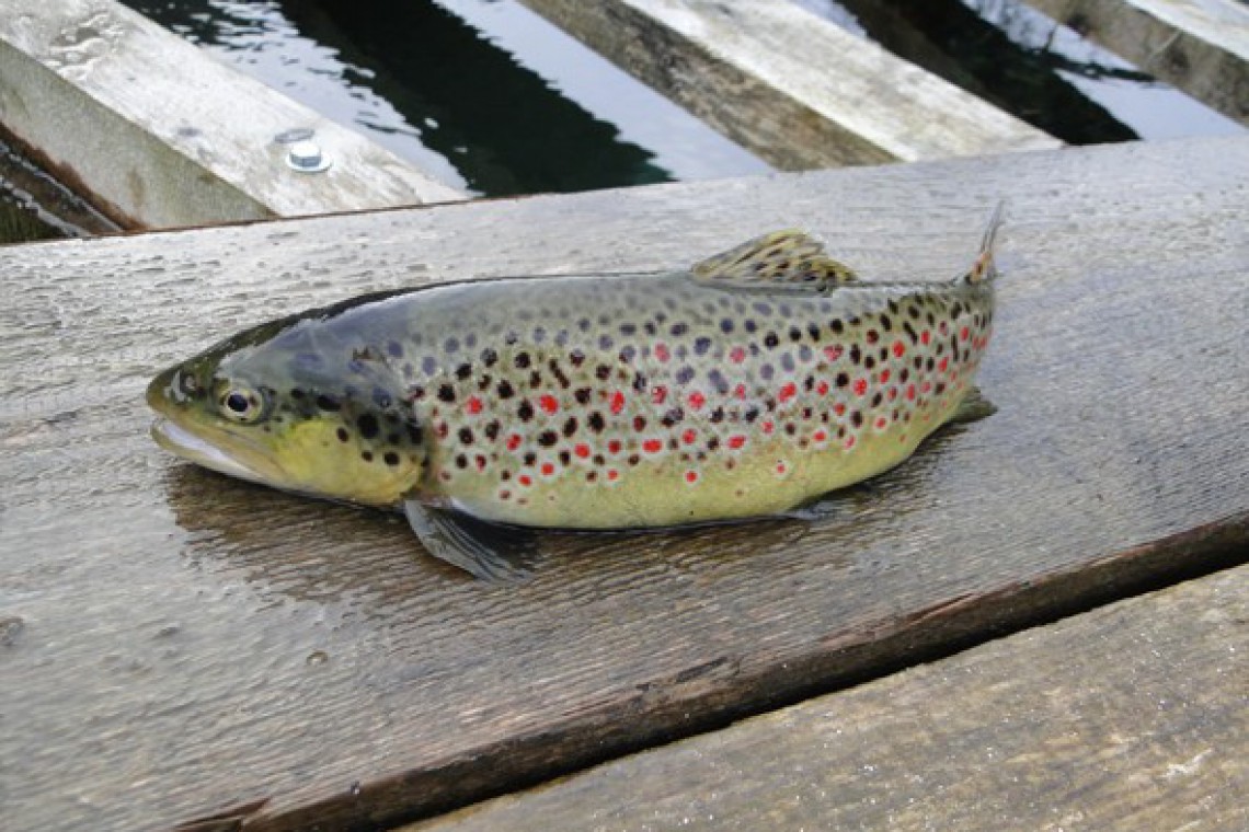 Bio Fischzucht Zöchling Bachforelle