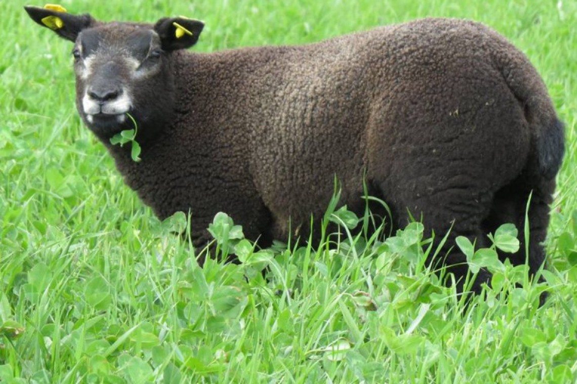 Biobauernhof zur Buchenwiese blaues Texelaar Lamm