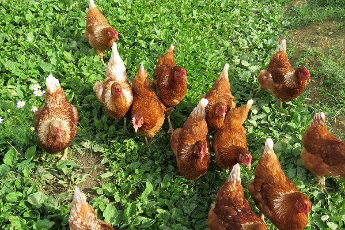 Biobauernhof zur Buchenwiese Freilandhühner