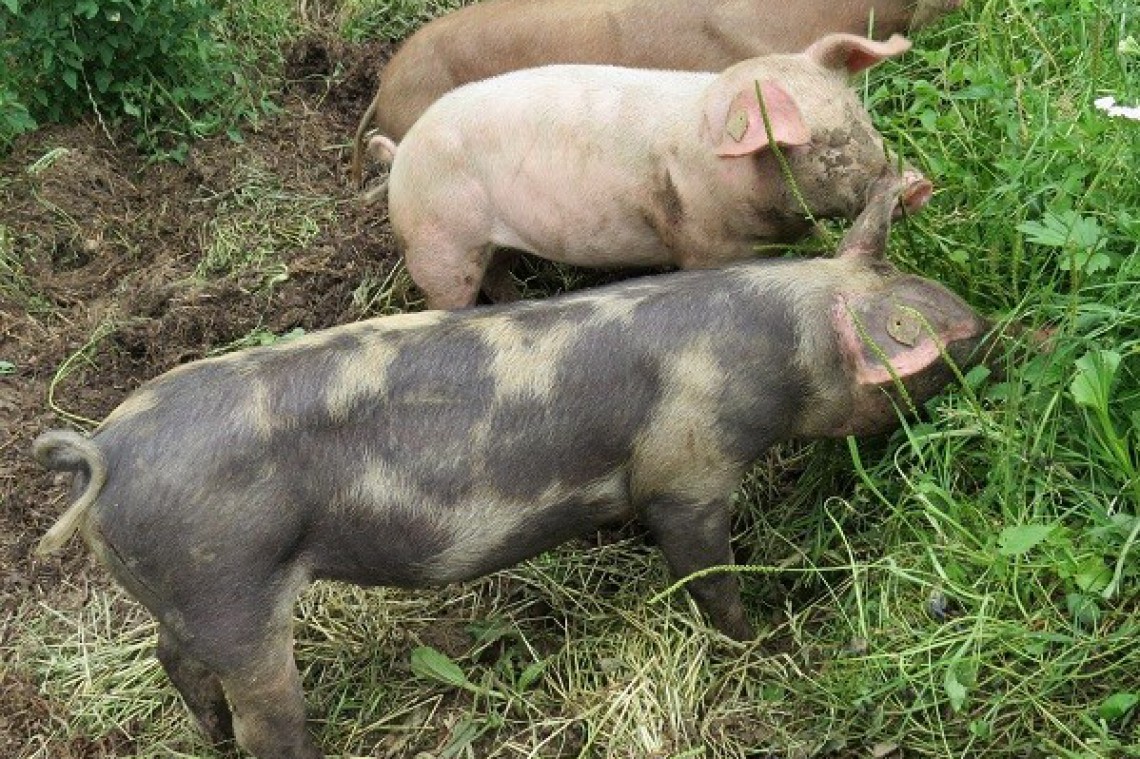Biobauernhof zur Buchenwiese Freilandschweine