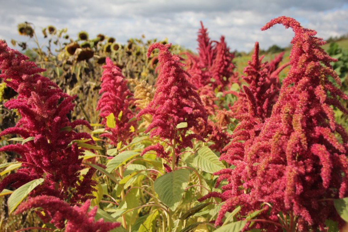 Sonnentor Frei-Hof Amaranth