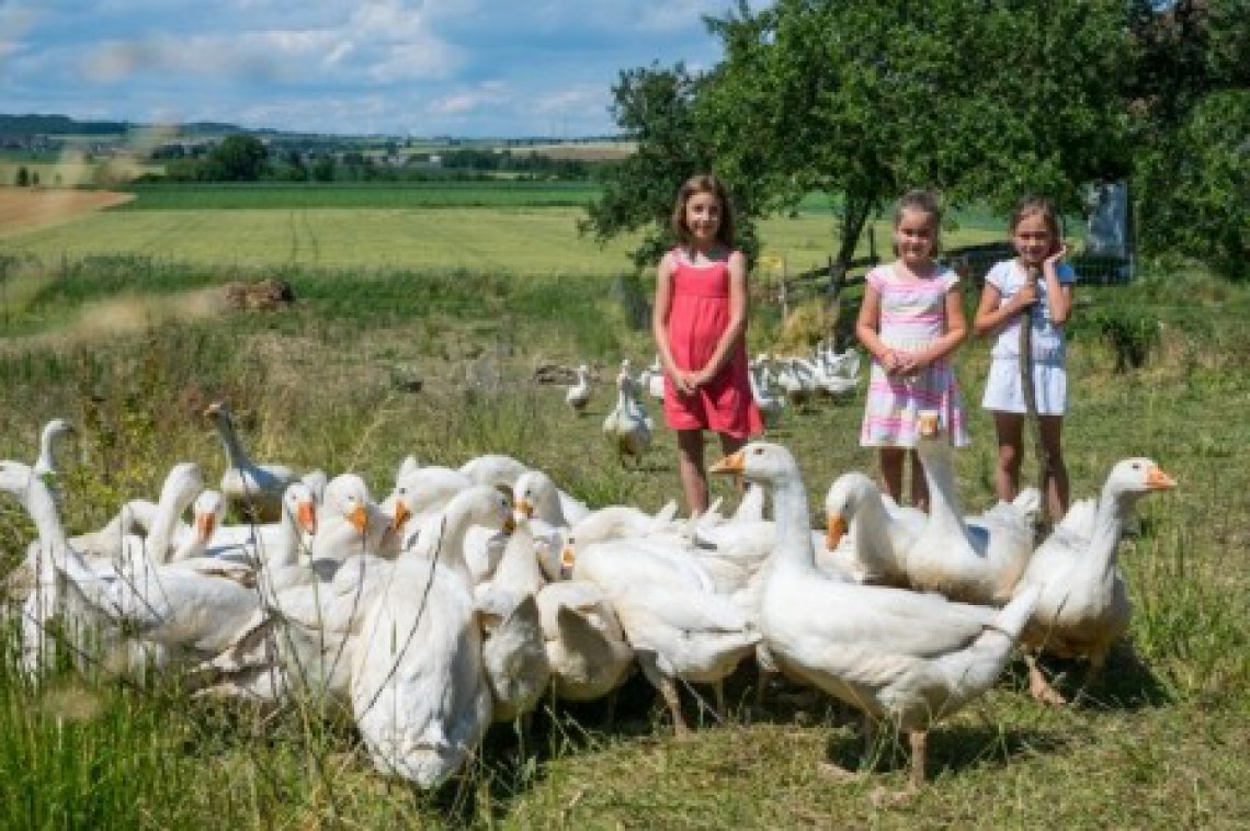 Jagahof Dangl Gänse und Kinder