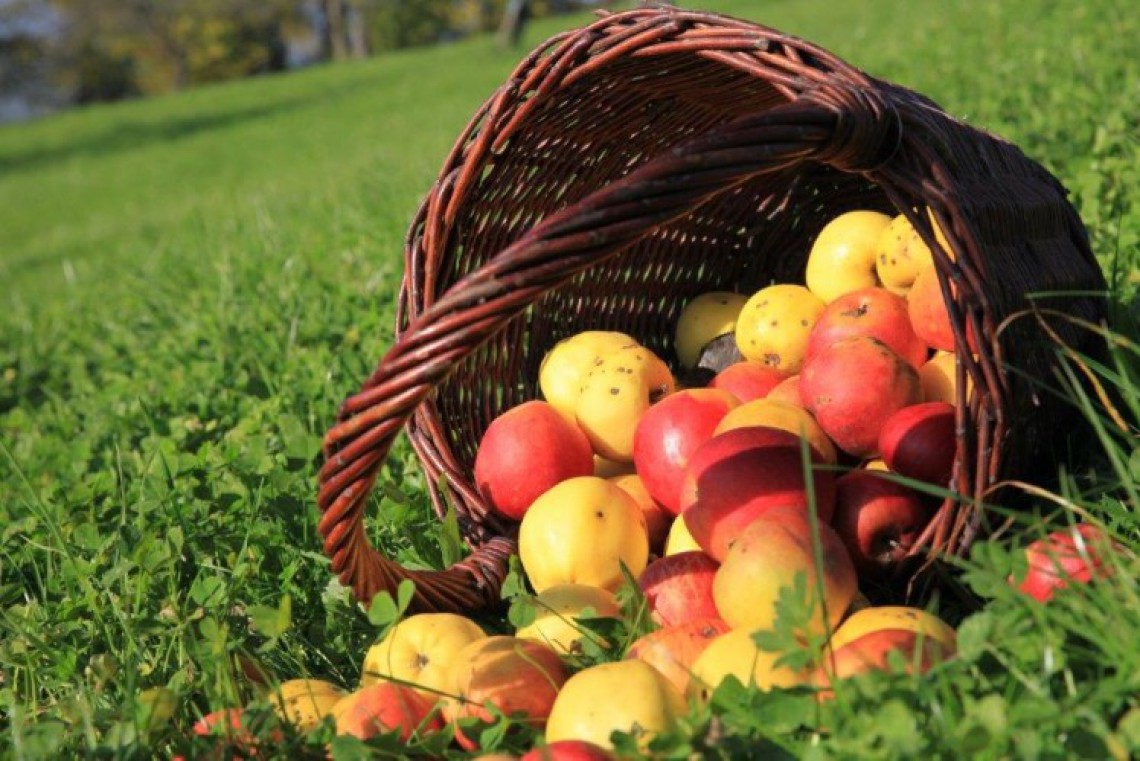 Farmwild Laglehen Obst in geflochtenen Korb