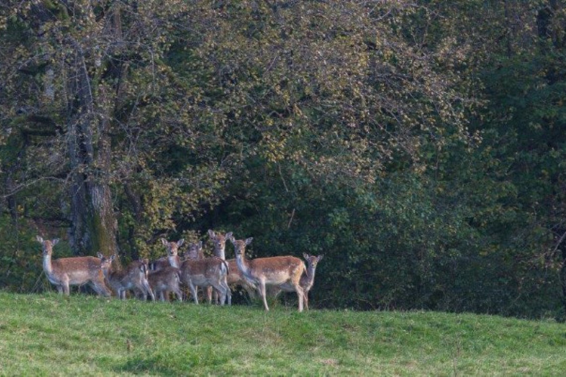 Wild auf der Weide