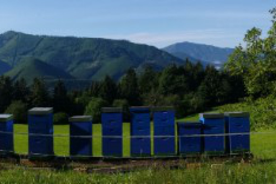 Landschafts-Panorama mit Bienenstöcken