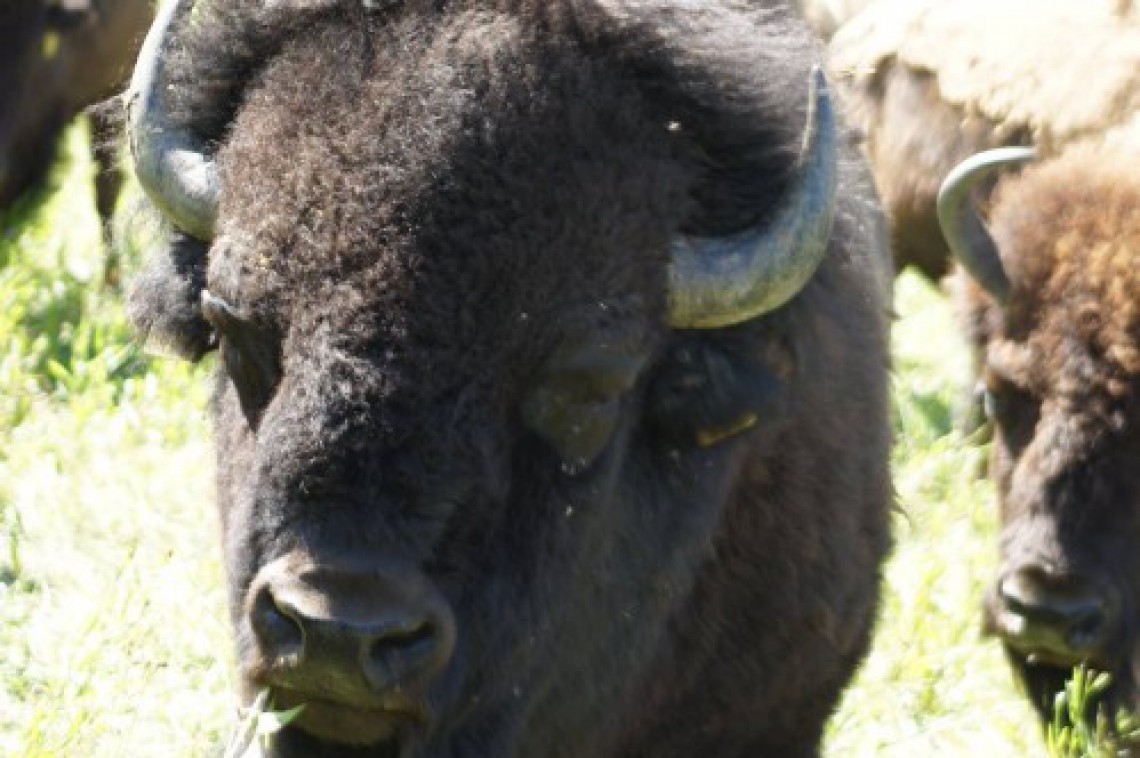 Bisonzucht Kogelhof Bison