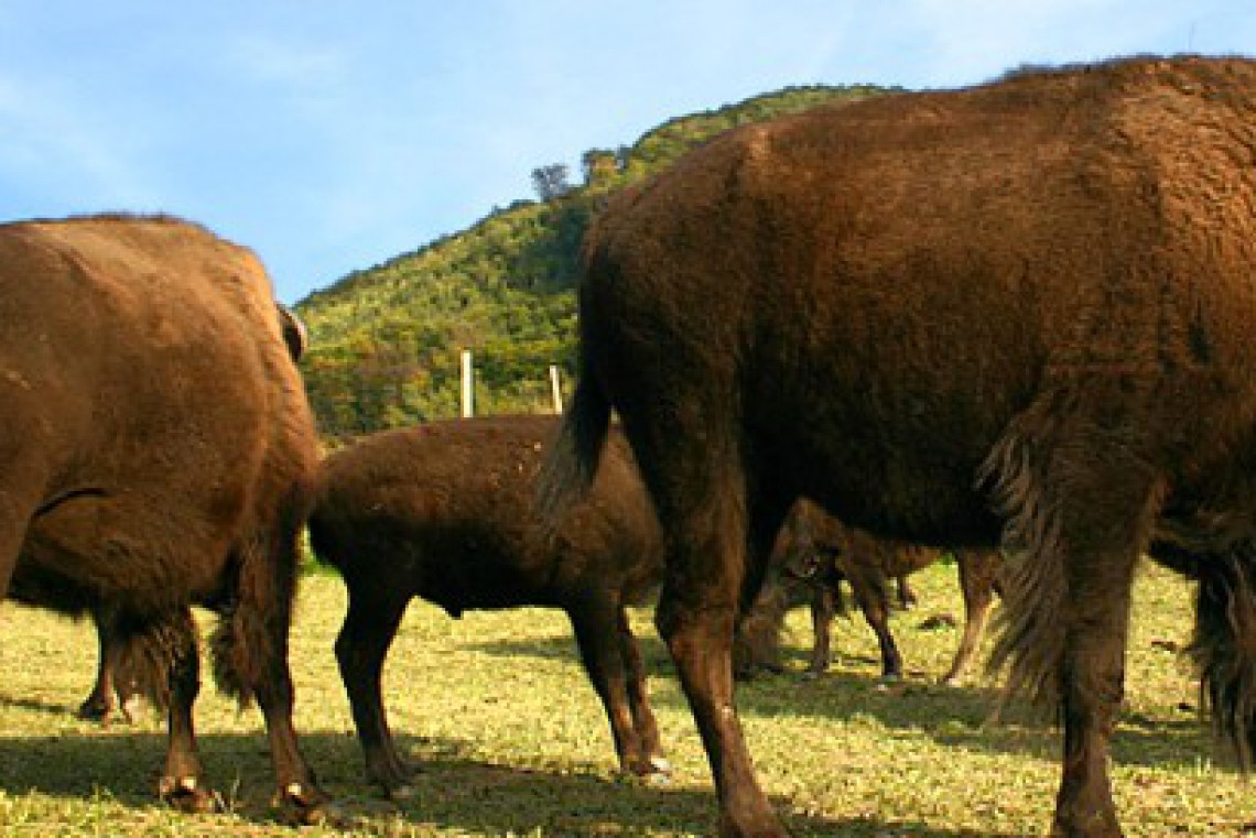 Bisonzucht Kogelhof Weide