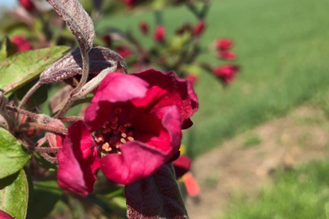 Biowirtschaft Blüten