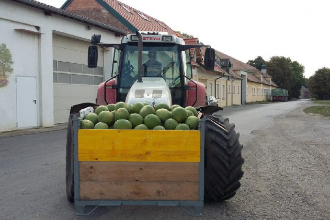 windhaber melonen
